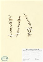 藏品(金絲桃)的圖片